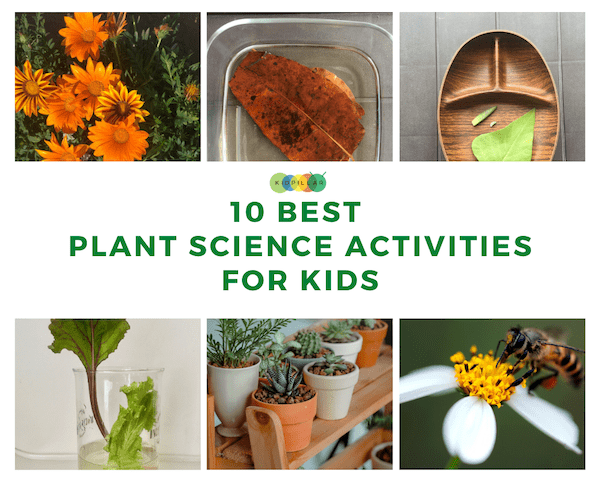 10 Best Plant Science Activities For Kids KidPillar