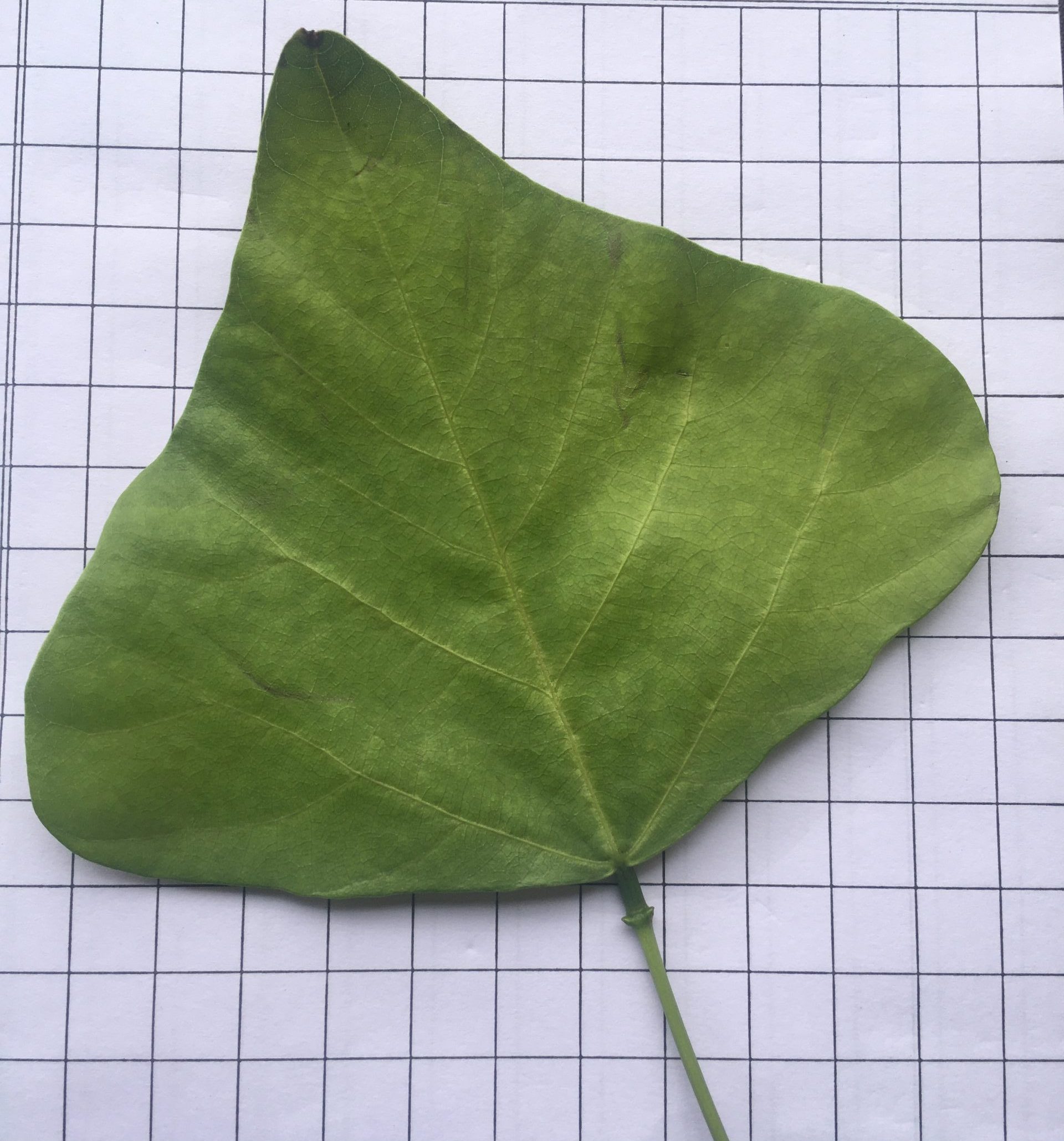 Leaf Area STEM Activity for kids