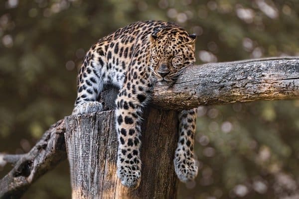 How and When Do Animals Sleep? - KidPillar