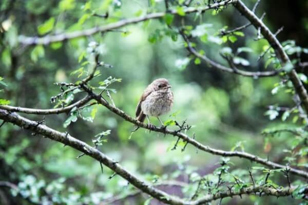 Birds STEM activity