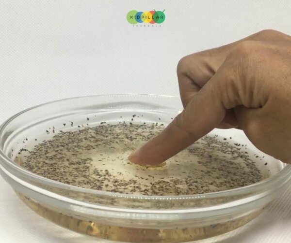 What Is Surface Tension Fun Experiments On Surface Tension