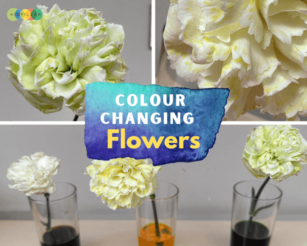 Colour Changing Flowers Science Experiment - Kidpillar