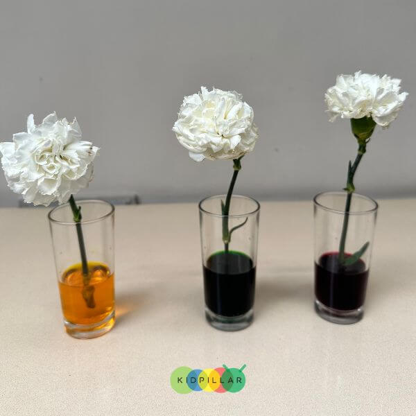 Colour Changing Flowers Science Experiment - Kidpillar